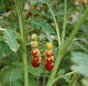 Agder og Vestfold, undersøkes betydningen av tidligpotet og Solanum