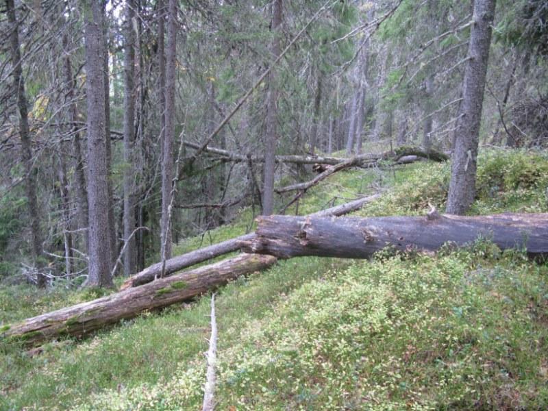 Foto: Øivind Gammelmo Inventar fra