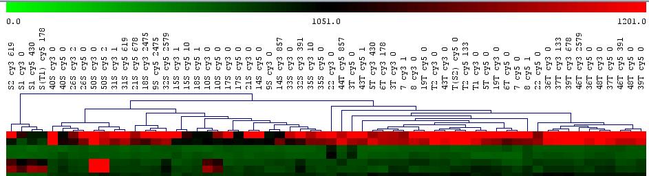 Comparative genome hybridisation 28 isolater ble valgt ut for videre studier ved microarray analyse på Universitet i Helsinki hos