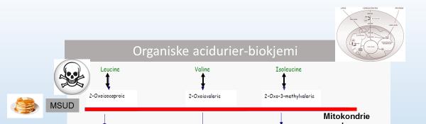 MSUD: Leucin og ketosyrer (som Leucin omdannes til,