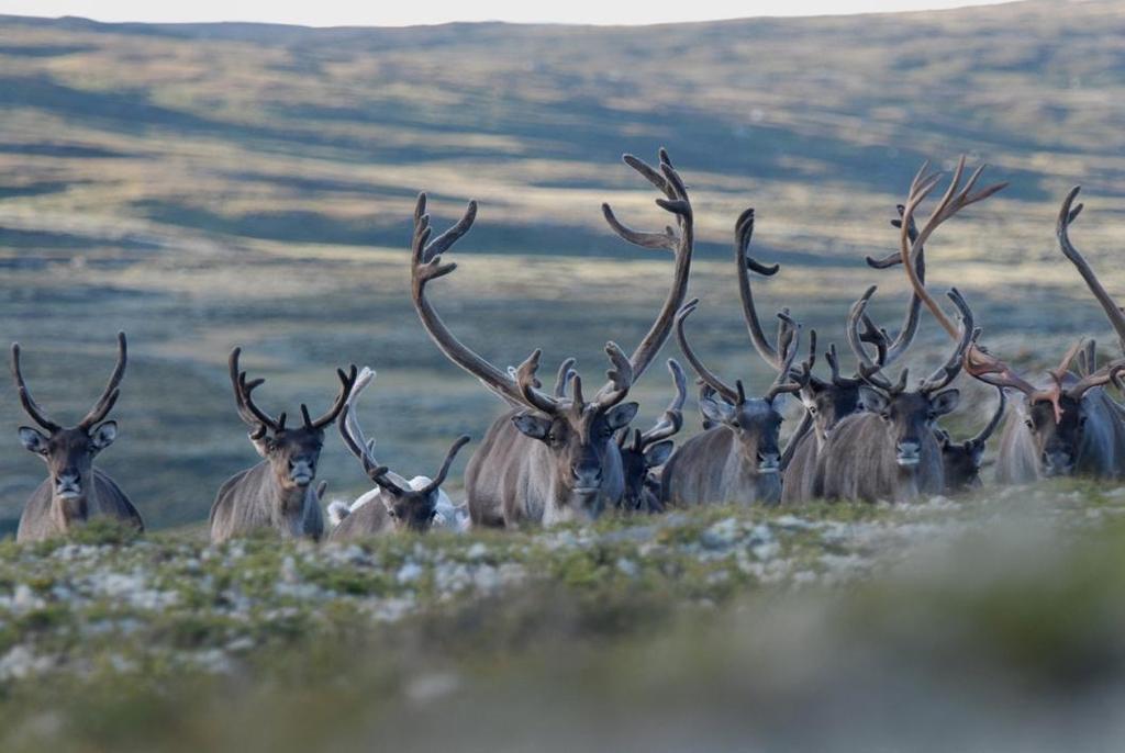 Fjellheimen villreinområde Biologi og utfordringer 03.10.