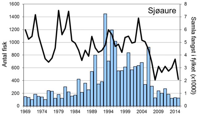 Fangstane av sjøaure har stort sett auka jamt frå midt på 1980-talet, men etter 2006 har fangstane vore låge.