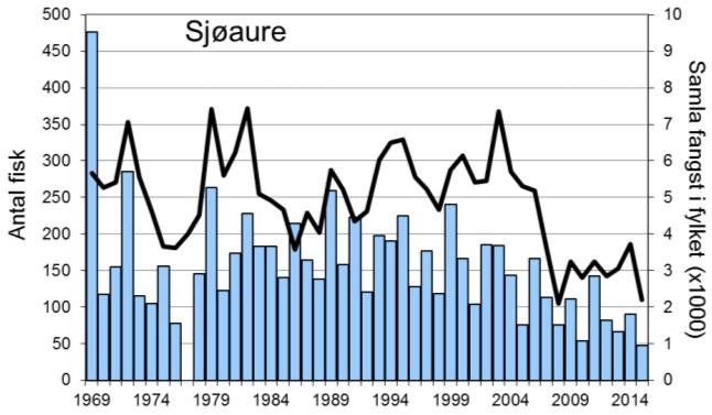 Fangstane av sjøaure har variert, men hatt ein minkande tendens dei siste åra. I 2015 vart det fanga 48 sjøaure, den lågaste fangsten som er registrert.