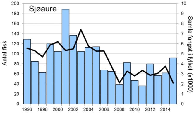 Fangstane av sjøaure gjekk nedover frå 2001 til 2008. Deretter har fangstane flata av, med ein svak auke dei siste åra.