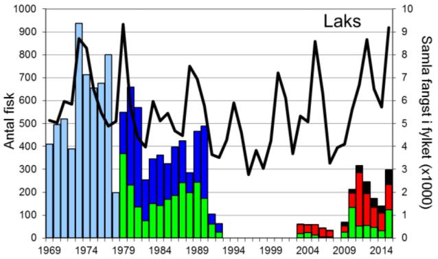 Skjel 2015 Fangststatistikk FANGST OG SKJELPRØVAR I JØLSTRA I perioden 1969-1992 var gjennomsnittleg årsfangst 462 laks med snittvekt på 4,8 kg, og 387 sjøaurar med snittvekt på 1,3 kg.