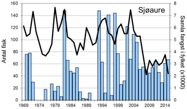 Fangsten av sjøaure har også auka sidan midt på 90-talet, men med stor mellomårsvariasjon. Dei siste åra har fangstane stort sett lege på ca. 50-60 per år.