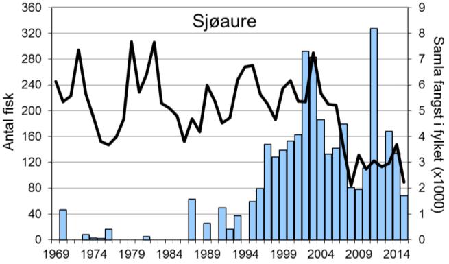 Fram til midt på 1990-talet var det berre sporadiske fangstar av sjøaure, men frå 1995 tok fangstane seg opp, og rekorden er frå 2011, med 327 sjøaure.