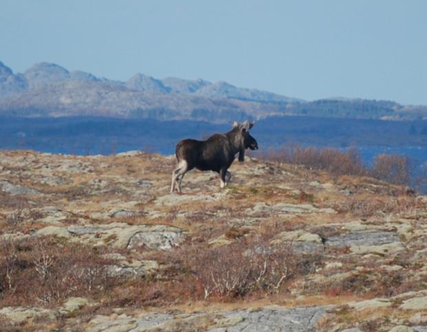 Jaktlaboratoriet Vega: Rettet avskytning 1. Rettet avskytning av elg 2.