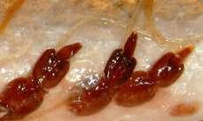 Lakselus Laksefisk i sjøvann ser ut til å få fysiologiske problemer (bl.a. vann og saltbalanse) fra 0,1 lus/g fisk [eks: 10 lus på 100g sjøaure], og dør ved ca 0,7 lus/g [eks: 70 lus på 100g sjøaure].