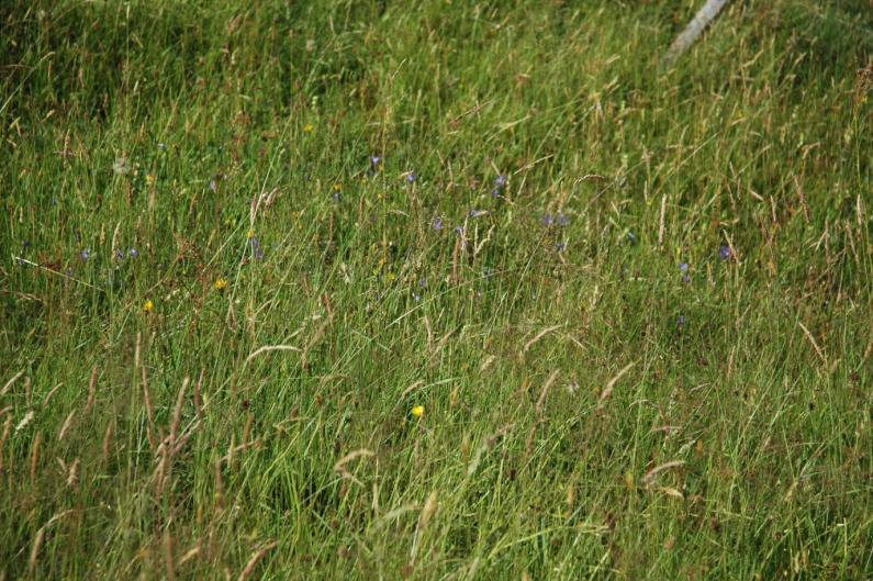 Bilder Låge urter og gras jamt