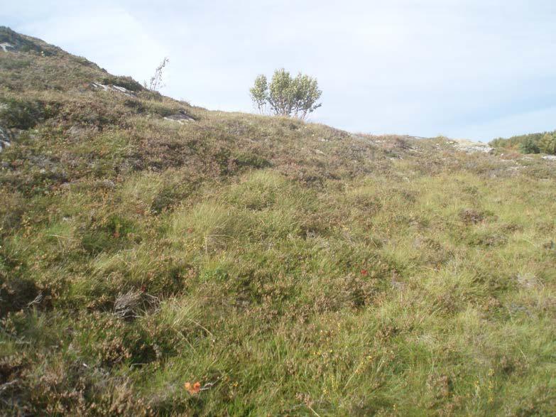 innslaget av gress. Samt fornying av røsslyngen.