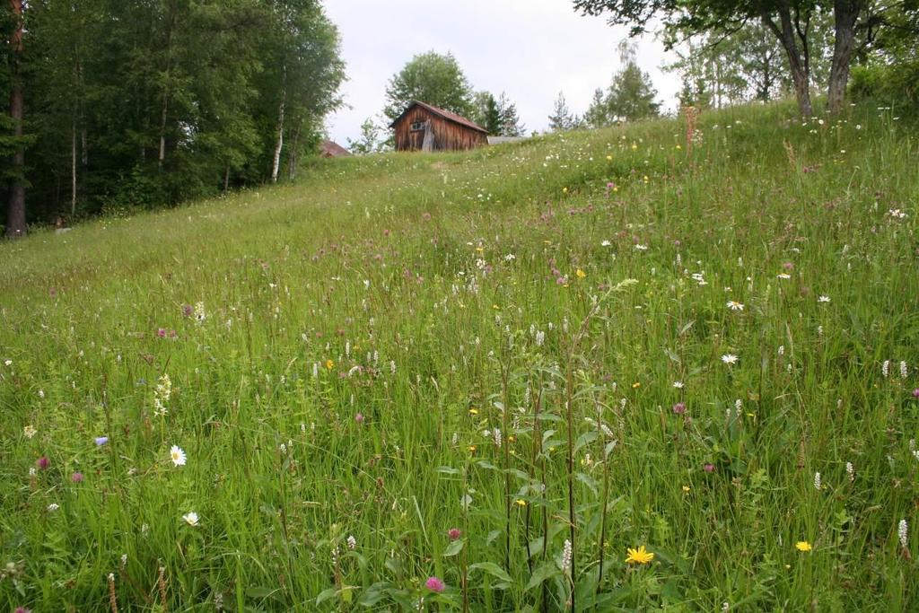 Figur 6. Utfjøsbakken i blomst.