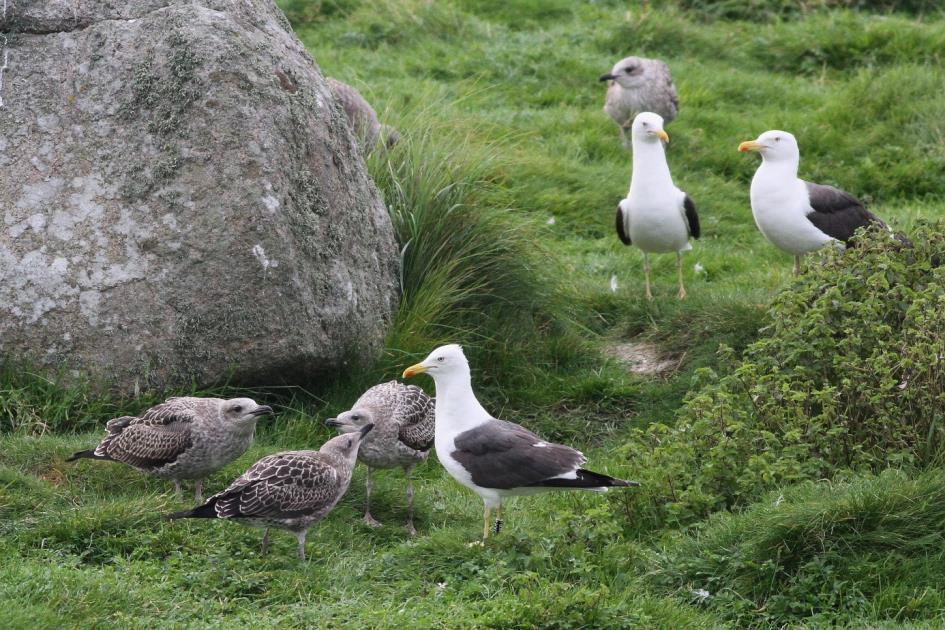 Takksigelser 31 Takksigelser Denne rapporten har blitt til som følge av systematiske registreringer gjort av medlemmer i sjøfuglgruppa til NOF-VA, i tillegg har vi innhentet en del observasjoner fra