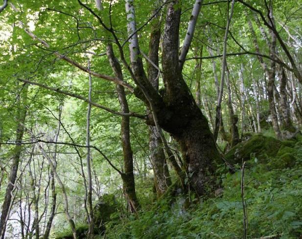 Naturtypen er avgrenset mellom høydekote 0 og 600 m, men bekkekløften ble kun befart opp til kote 350 m. Lokaliteten var sørvestvendt og hadde store vertikale bergvegger på begge sider av elva.