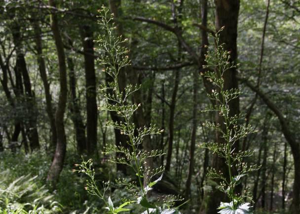 Vegetasjonen langs den sørøstvendte delen av Kastdalen består av blandingsskog med furu, bjørk, osp og noe eik, samt et granplantefelt litt opp fra fjorden.