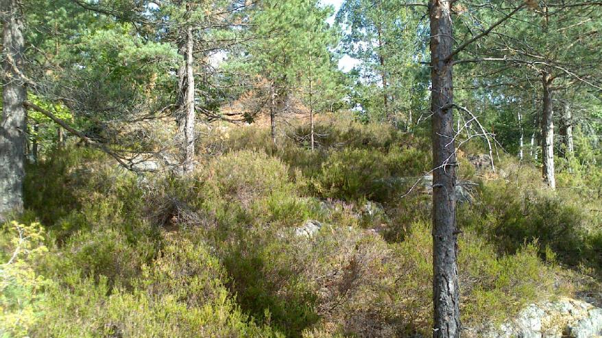 Trevanntoppen boligfelt 16 4.5 Naturmiljø 4.5.1 Situasjonsbeskrivelse og verdi Området nordøst for odden er i naturbasen til Direktoratet for naturforvaltning avmerket som viktig naturområde.