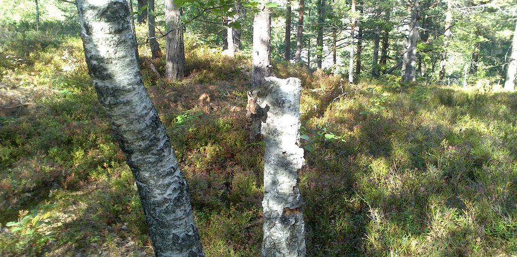 med bjørk, furu og gran. Det er noe oppsalg av ung eik, enkeltstående små osp og bjørk, men likevel ikke tilstrekkelig til å endre klassifisering til barblandingsskogtyper.