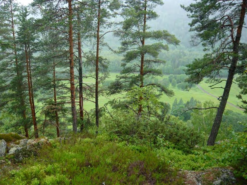Utsikt fra Ringsåsen mot Søbråtan i vest (Foto: Mats Finne, Sweco Norge AS)