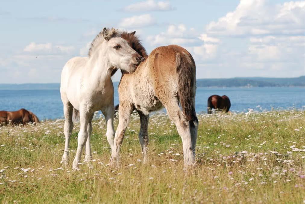 OSS FOGDERI TRAVSELSKAP DRIVER ET IDYLLISK HOPPEBEITE PÅ TRONVIK LITE INSEKTER DAGLIG TILSYN