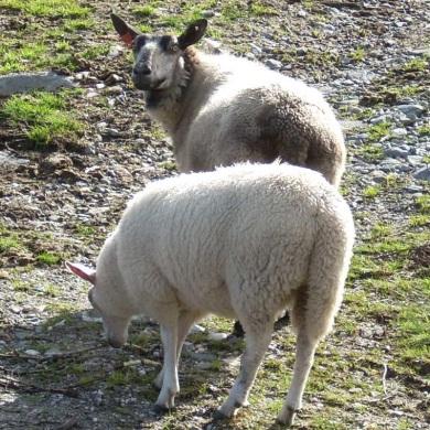 Foto: Hanne Mari Jordsmyr, Veterinærinstituttet Tabell 4.