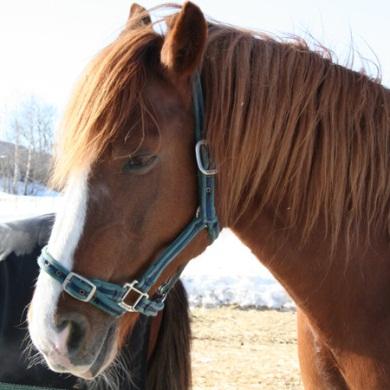 Foto: Hanne Mari Jordsmyr, Veterinærinstituttet Tabell 4.