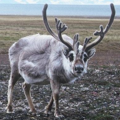 Foto: Knut Madslien, Veterinærinstituttet Tabell 4.