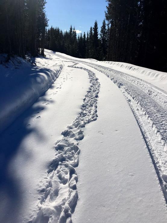 Mål med prosjektet I dette prosjektet utfører DV kartlegging av oter i Oppland fylke.