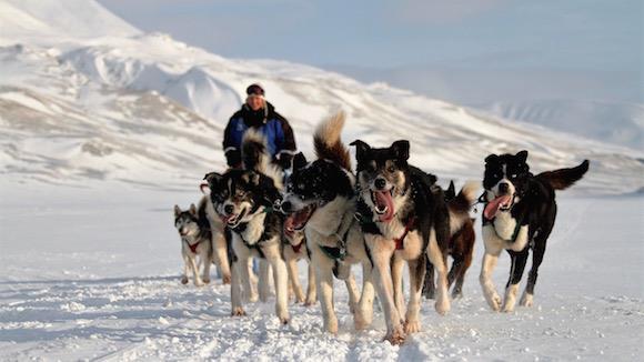 Green Dogs Svalbard FOKUS PÅ