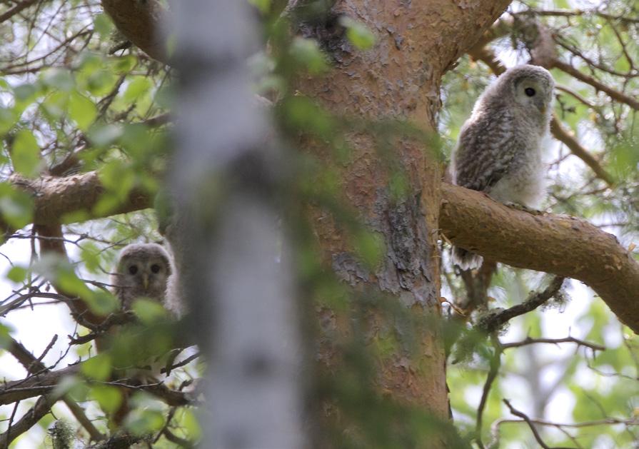 Slaguglekull. Foto: Dag Helge Gjerde Skogranke, en klematis. Foto: Kjetil Johannessen 21. juni Vi stod opp i 05 tiden og begynte å pakke ned sakene våre etter frokost.