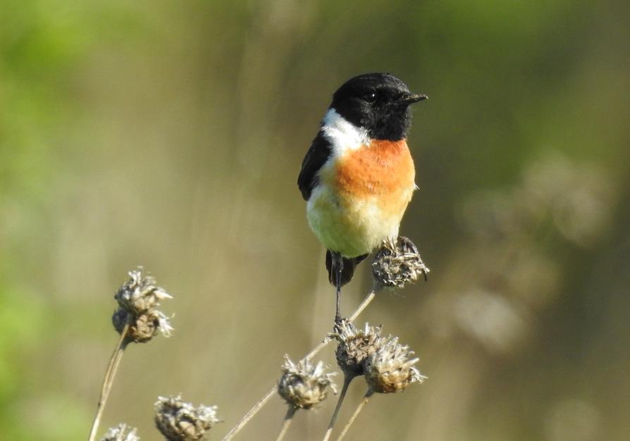 Asiasvartstrupe var tallrik i lavlandet. Foto: Kjetil Johannessen Sitronerle i våtmark ved flyplassen. Foto: Kjetil Johannessen 22. juni Siste dag.