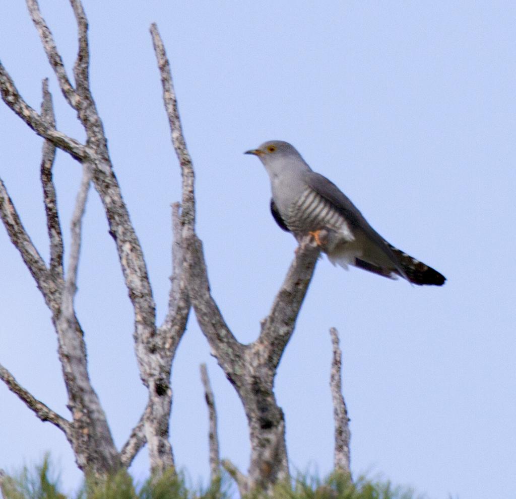 Steppevåk Buteo buteo vulpinus (Steppe Buzzard) 2 Jekaterinburg - Severouralsk 16/06 1 Krasnovishersk district (raion). Leirområde 17/06 2 Krasnovishersk district.