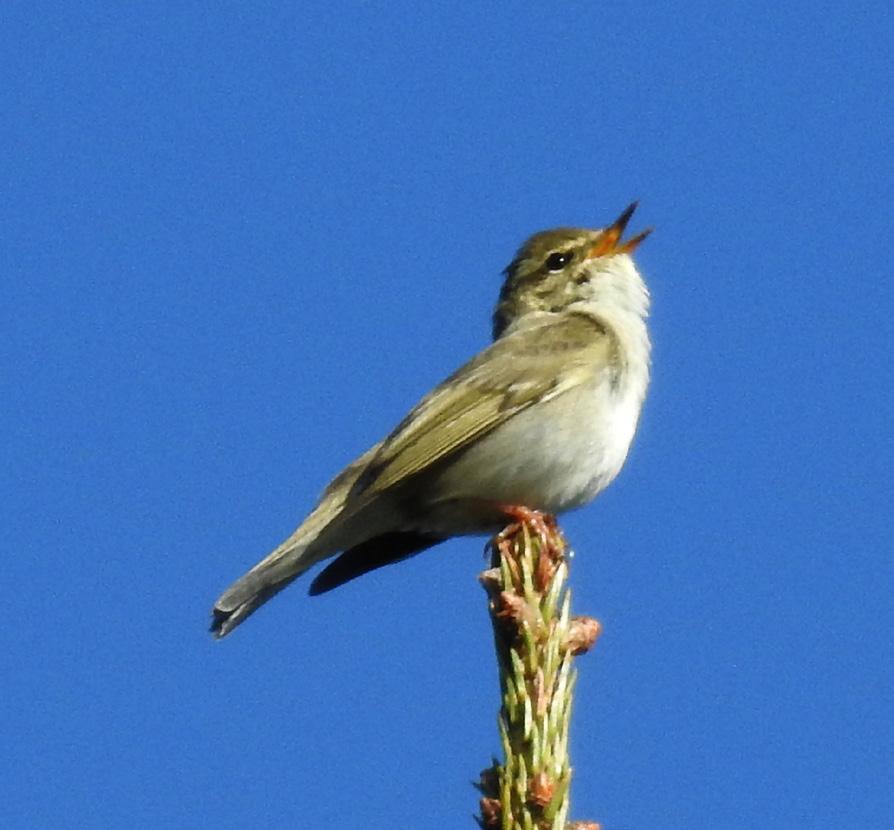 Sibirgransanger Phylloscopus c.tristis (Siber. Chiffchaff) 15 Verkhnemakarovo, Jekaterinburg 15/06 Reg. Polevskoy, Jekaterinburg 15/06 Reg.