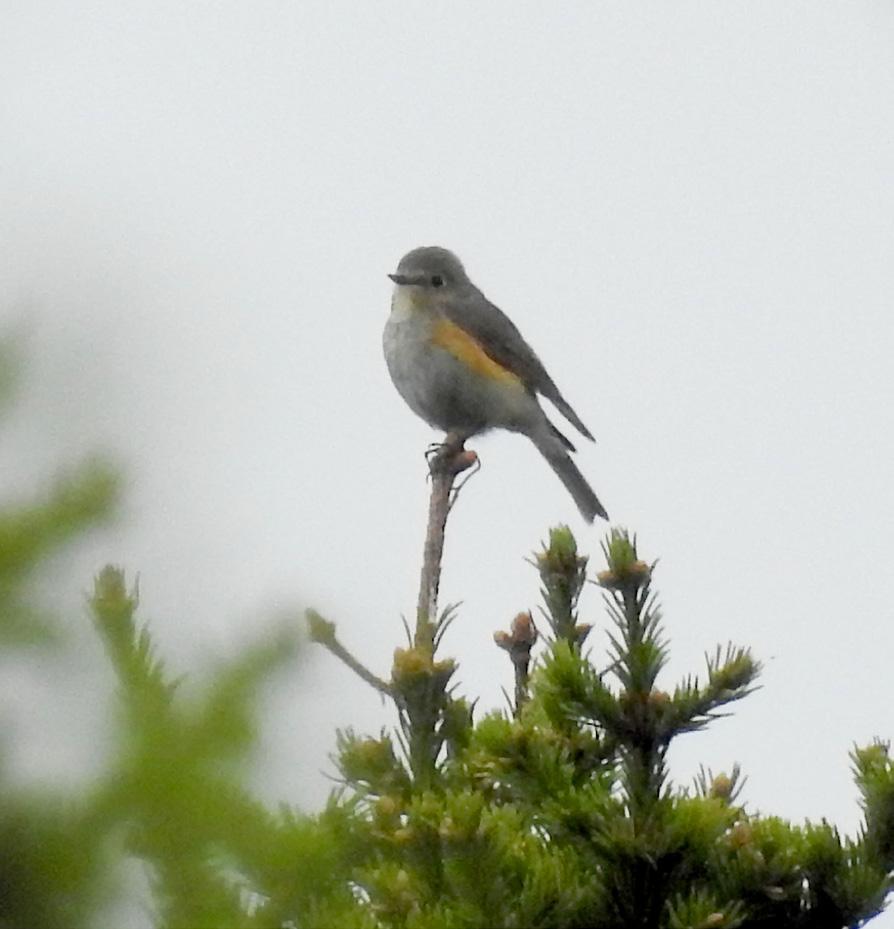 (Whitethroat) 10 Verkhnemakarovo, Jekaterinburg 15/06 3 Polevskoy, Jekaterinburg 15/06 1 Severouralsk 16/06 1 Kazansky kamin, Krasnovishersk raion 20/06 1 Severouralsk - Jekaterinburg 21/06 10