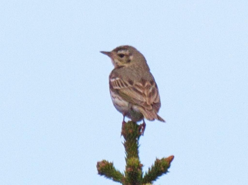 Trepiplerke Anthus trivialis (Tree Pipit) 2 Polevskoy, Jekaterinburg 15/06 5 Jekaterinburg - Severouralsk 16/06 2 Krasnovishersk district (raion).