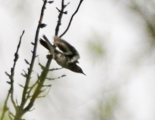 Den eneste gulltrosten vi fikk se underveis. Arten er svært sky. Foto: Fred Marius Svendsen Lappsangeren var den vanligste phylloscopusen på turen. Foto: Fred Marius Svendsen 17.