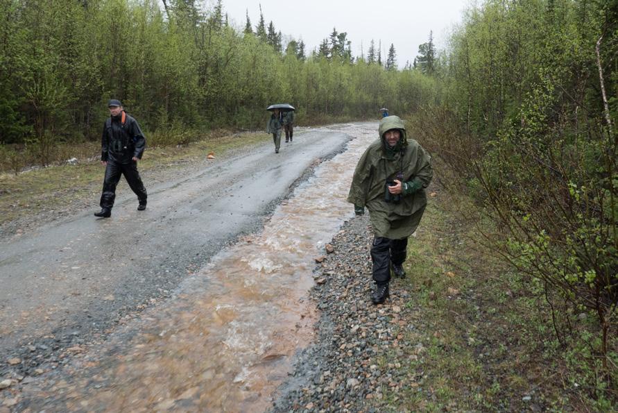 ) og noen busksangere, sistnevnte på noen hogstflater.