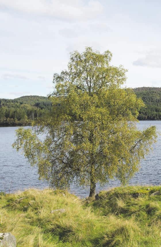 Bildet er en illustrasjon og avviker noe i forhold til virkelig