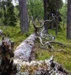 Sett under ett er forvaltning av skog et mer sammensatt fagfelt enn det var for 15 år siden. Når en håndbok skal utformes for å dekke dagens eiendomsforvaltning må den derfor fange opp spekteret.