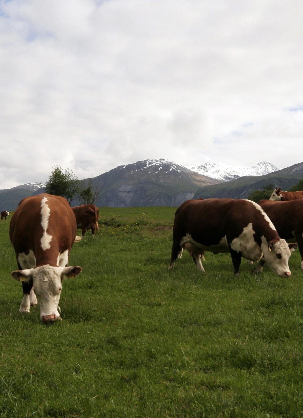 Om organisasjonen Opplysningskontoret for egg og kjøtt jobber på vegne av den norske egg- og kjøttproduserende bonden. Vårt formål å øke verdiskapingen i og omsetning av norsk egg og kjøtt.