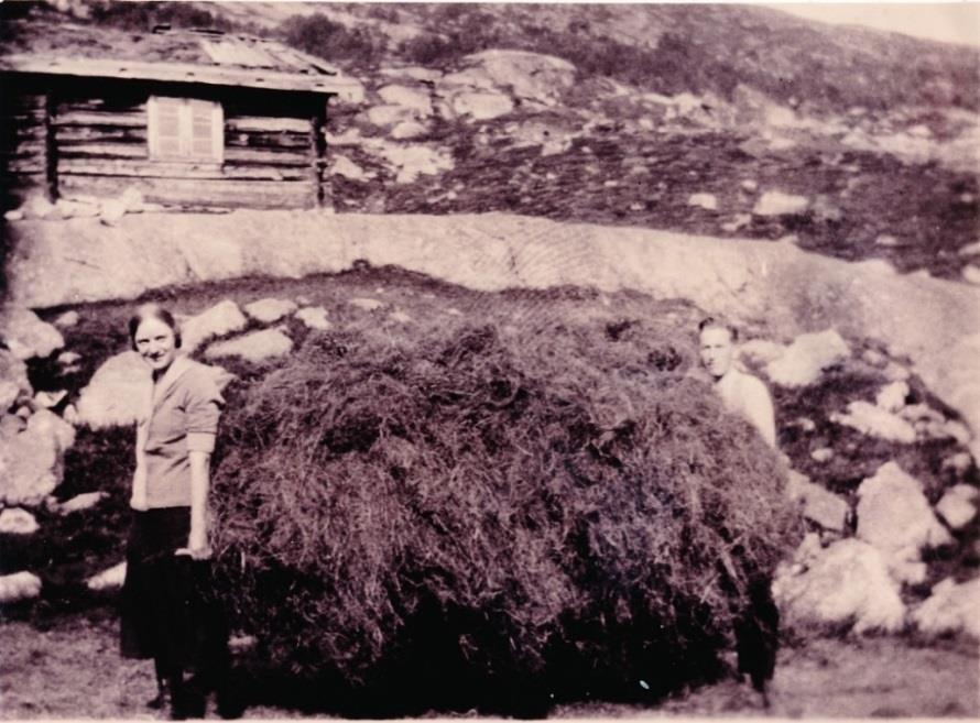 Figur 6.3.1. Dølafe på beite på Mysubytta omkring 1940-åra (til venstre) og mjølking av geit omkring 1900 (til høgre). Kjelde: Norddalsarkivet, avd. Skjåk (NAS). Figur 6.3.2.