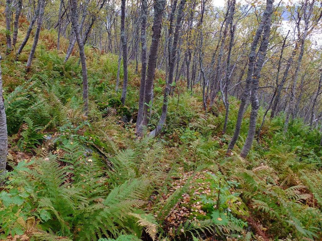 en større høystaudeskog nedenfor kote 100 som går ned til ca kote 40. Dette er en storbregneskog med frodige eksemplarer av skogburkne (Athyrium filix-femina) og sauetelg (Dryopteris expansa).