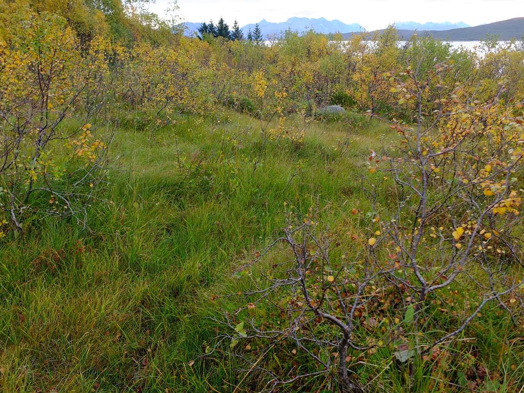 Figur 9. Små myrer med noe baserikeforhold nederst i influensområdet for rørgata. Her er det arter som gulstarr, fjellfrøstjerne og dvergjamne. Foto: Geir Arnesen 6.4.