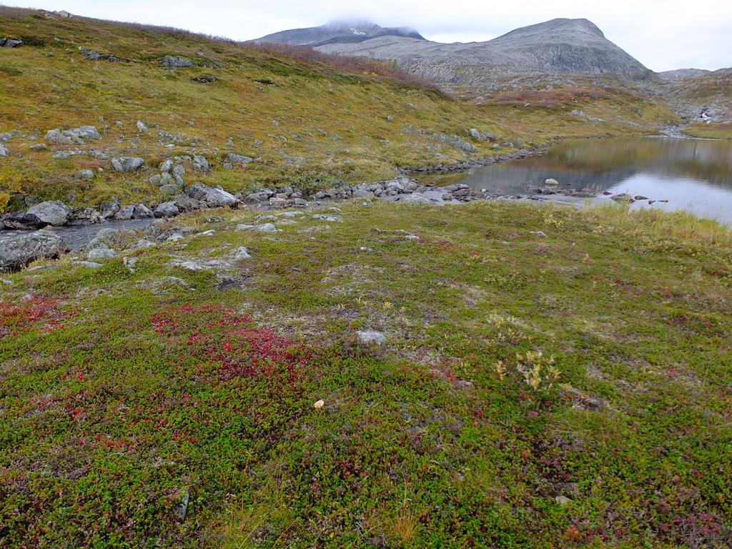 Figur 3. Området hvor inntak planlegges rundt kote 235. Foto: Geir Arnesen. Influensområdet, med de planlagte tiltakene, utgjør undersøkelsesområdet.