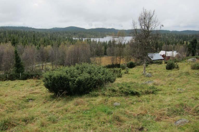 6 Fylkesmannen i Buskerud. Miljøtilskudd for jordbruket 1.2.1 Beiting på arealer med spesielle verdier - turistområder Tidligere ordning:tilskudd til skjøtsel med ammegeit i spesielle områder.