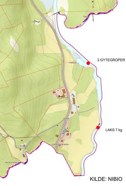 årsunger ble da beregnet til 1,9 fisk/100 m 2, mens tettheten av eldre ørret var 1,1 fisk/100 m 2. Ørret blir ikke funnet på alle lokalitetene.