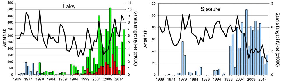 Skjel 2016 FANGST OG SKJELPRØVAR I STORELVA I DALE Fangststatistikk I perioden 1970-99 var gjennomsnittleg årsfangst 33 laks og 12 sjøaure, men frå tidleg på 2000-talet auka fangstane sterkt, og