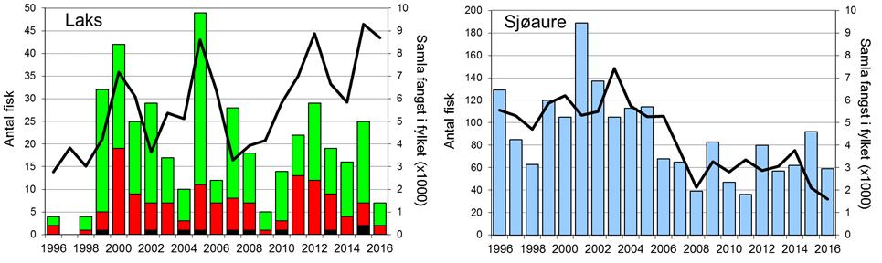 Fangstane av sjøaure gjekk nedover frå 2001 til 2008. Deretter har fangstane flata av, med ein svak auke dei siste åra.