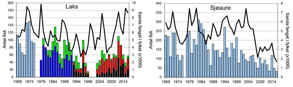 Fangsten av sjøaure i Oldenelva har hatt ei negativ utvikling sidan midt på 1990-talet, og resultatet i 2016 på 32 sjøaure, er det dårlegaste som er registrert.