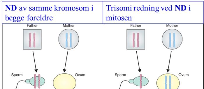 4 eksempelet) (se figur A). Dette kalles uniparental disomi.