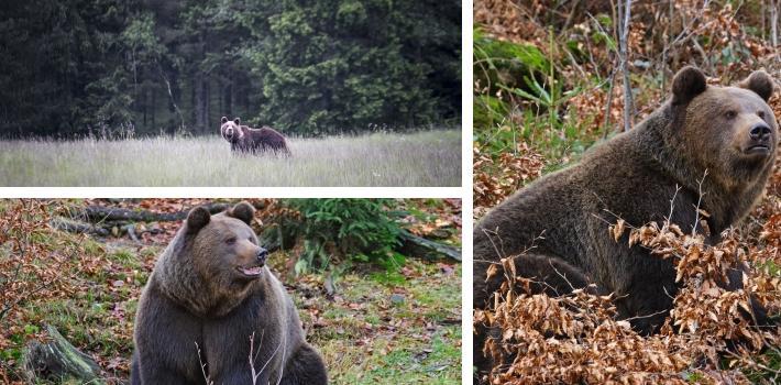 Opplev de flotte bjørnene i Bärenwald Müritz. Agroneum Alt Schwerin (28.9 km) Reis tilbake i tiden! Besøk museet Agroneum Alt Schwerin.